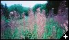 [05 Flowers at the Micmac Campsite]