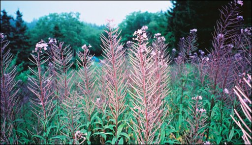[05_Flowers_at_the_Micmac_Campsite.jpg]