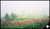 [06 Flowers over Alma]
