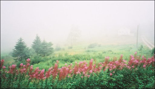 [06_Flowers_over_Alma.jpg]