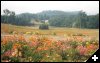[10 FundyFlowers]
