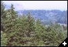 [05 Trees near Micmac]