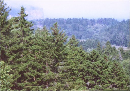 [05_Trees_near_Micmac.jpg]