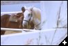 [07 Closeup on Horses]