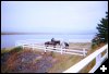 [08 Horses on Harvey Bank]